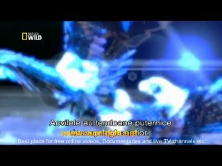 Eagles: Soaring Birds of Prey 🦅