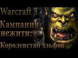 Прохождение warcraft 3 Кампания нежити Королевство эльфов