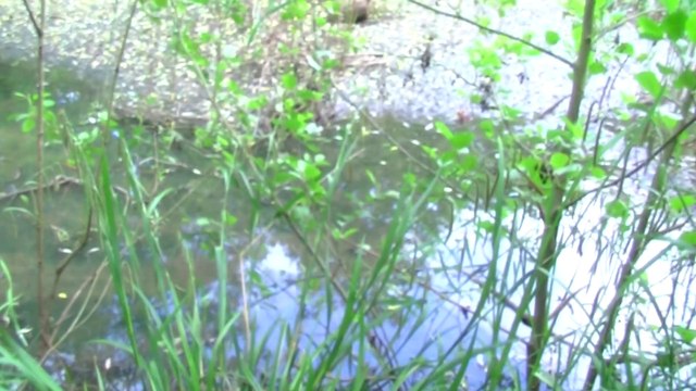 Bird Eggs Vanish. A Moorhens eggs disappear from nest