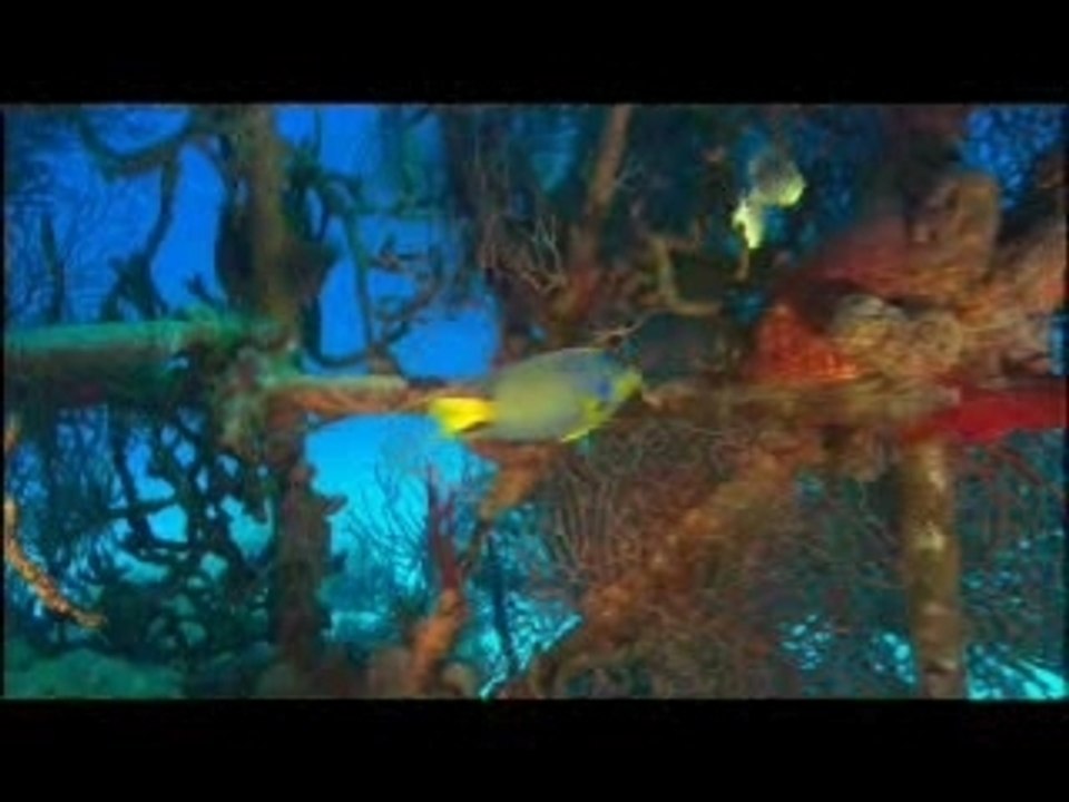 Trailer Ocean Wonderland