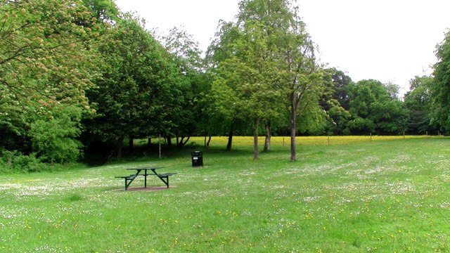 Buttercups vs. Daisies. Yellow vs. White Flowers