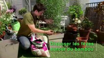 Déco Brico Jardinage : Planter et entretenir un bambou