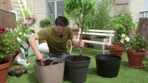 Déco Brico Jardinage : Planter un arbre fruitier nain