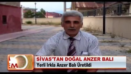 SİVAS_TAN DOĞAL ANZER BALI