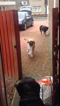 Awesome Dog _Millie_ Helps Carry Shopping Bags From the Car