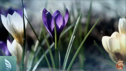 ♛♫♥ID - ID [Vital Soho]♥♫♛