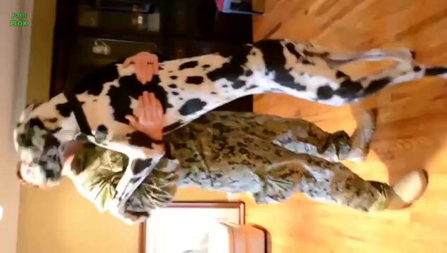 Dogs Welcoming Soldiers Home Compilation 2014 [NEW HD]