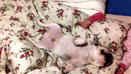 Cats and Dogs Sleeping with Babies Compilation 2014 [NEW HD]