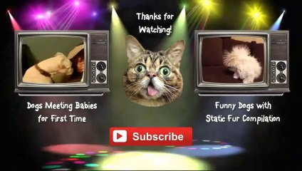 Cats Meeting Babies for the First Time Compilation 2014 [NEW HD]