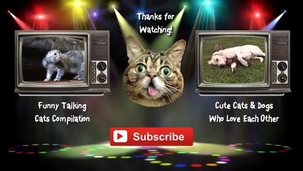 Cats Yelling Like Humans Compilation 2014 [NEW HD]