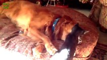 Cute Cats and Dogs Playing Together Compilation 2014 [NEW HD]