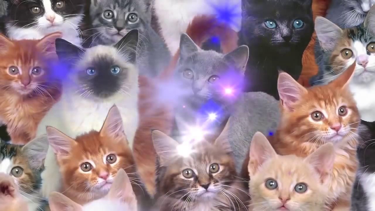 Best Kittycat Song [OFFICIAL] feat. GRUMPY CAT