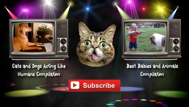 Cute Dogs Giving Babies Kisses Compilation 2013 [HD]