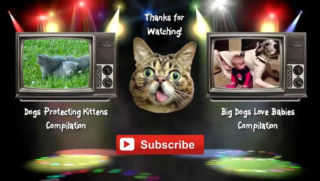 Cute Kittens Chasing Butterflies Compilation 2014 [NEW HD]