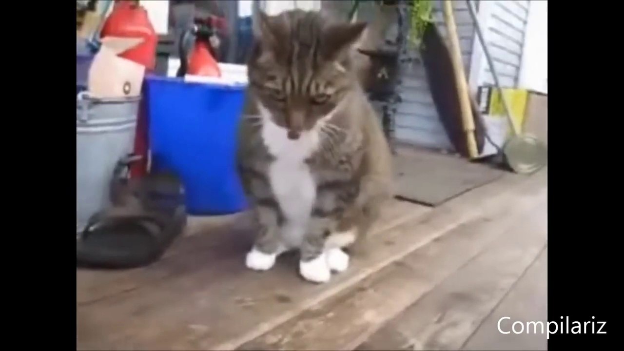 Dancing Cats Compilation