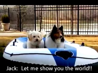 Funniest World's Most Funny Dogs Videos !!