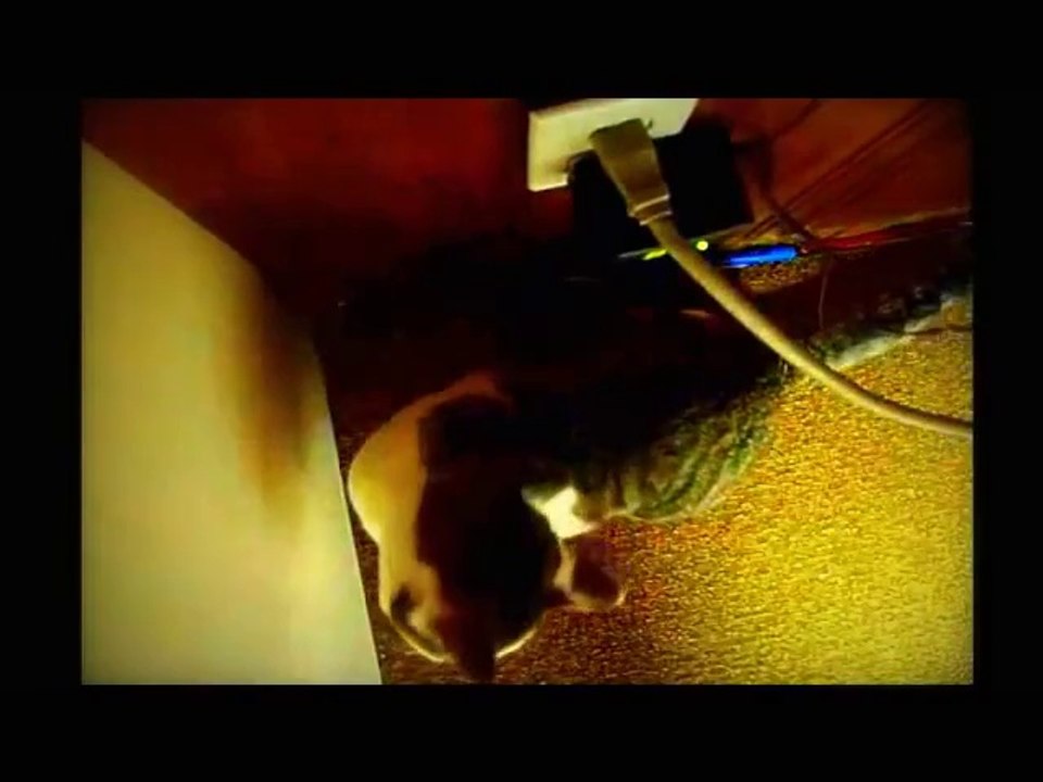 Funny Cats Compilation [Must See & Share] - Most Funny Cat Videos Compilation