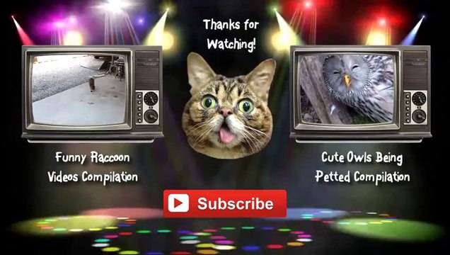 Funny Animals Riding Turtles Compilation 2014 [NEW HD]