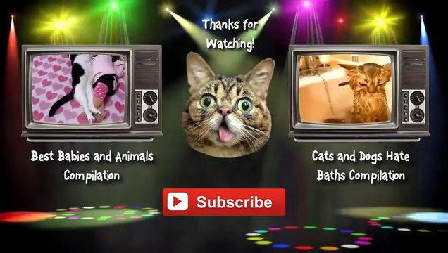 Funny Cats and Dogs Acting Like Humans Compilation 2014 [NEW HD]