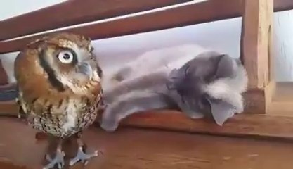 Kedi ve Baykuşun Halleri