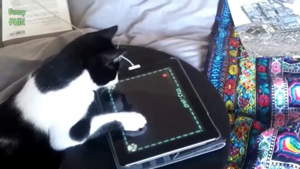 Funny Cats Playing on iPads Compilation 2014 [NEW HD]