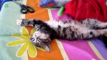 Funny Cats Sleeping in Weird Positions Compilation 2014 [NEW HD]