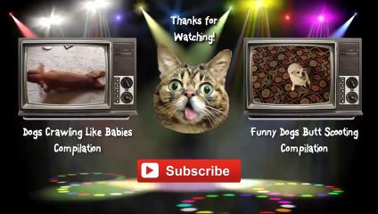 Funny Cats Stealing Dog's Food Compilation 2014 [NEW HD]