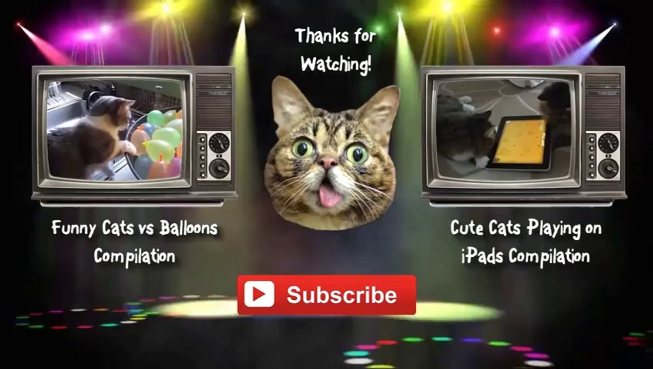 Funny Curious Cats Compilation 2014 [NEW HD]