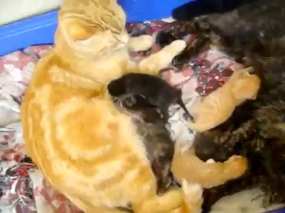 condelissa needed help Funny Pranks and Funny Animals Clips 2014