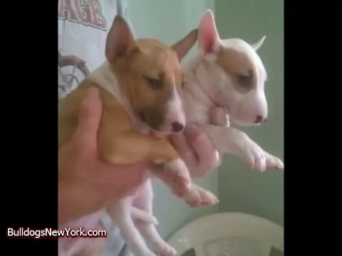 Bull Terrier Puppies Funny Pranks and Funny Animals Clips 2014