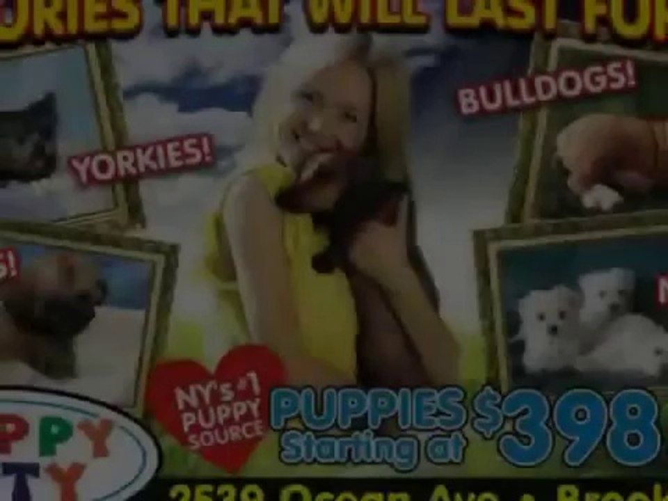 Dog Halloween Costumes for 2011 Funny Pranks and Funny Animals Clips 2014