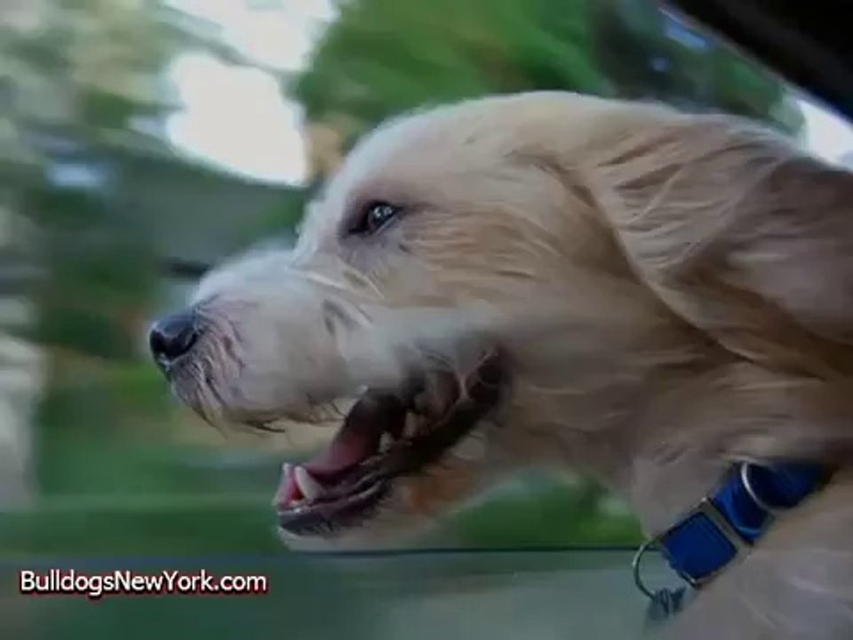 Dogs Feeling The Breeze! Funny Pranks and Funny Animals Clips 2014