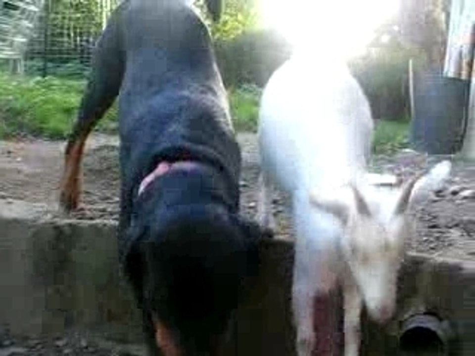 Mes animaux
