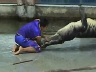 bagua_cinna_crocodile_style