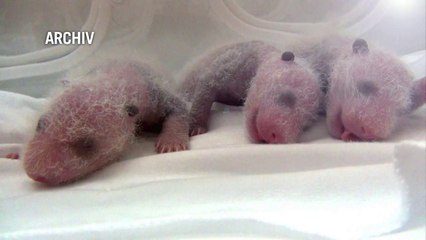 Putzige Panda-Drillinge öffnen erstmals die Augen