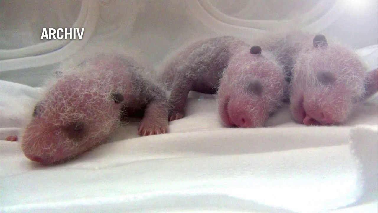 Putzige Panda-Drillinge öffnen erstmals die Augen