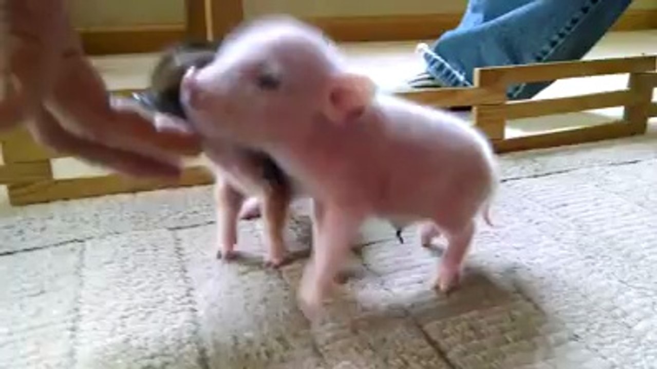 Ces deux petits porcelets vont vous faire craquer