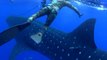 Plongeur attaqué par un requin baleine. Impressionnant!