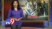 Tigers on Indo Nepal border fall prey to poachers