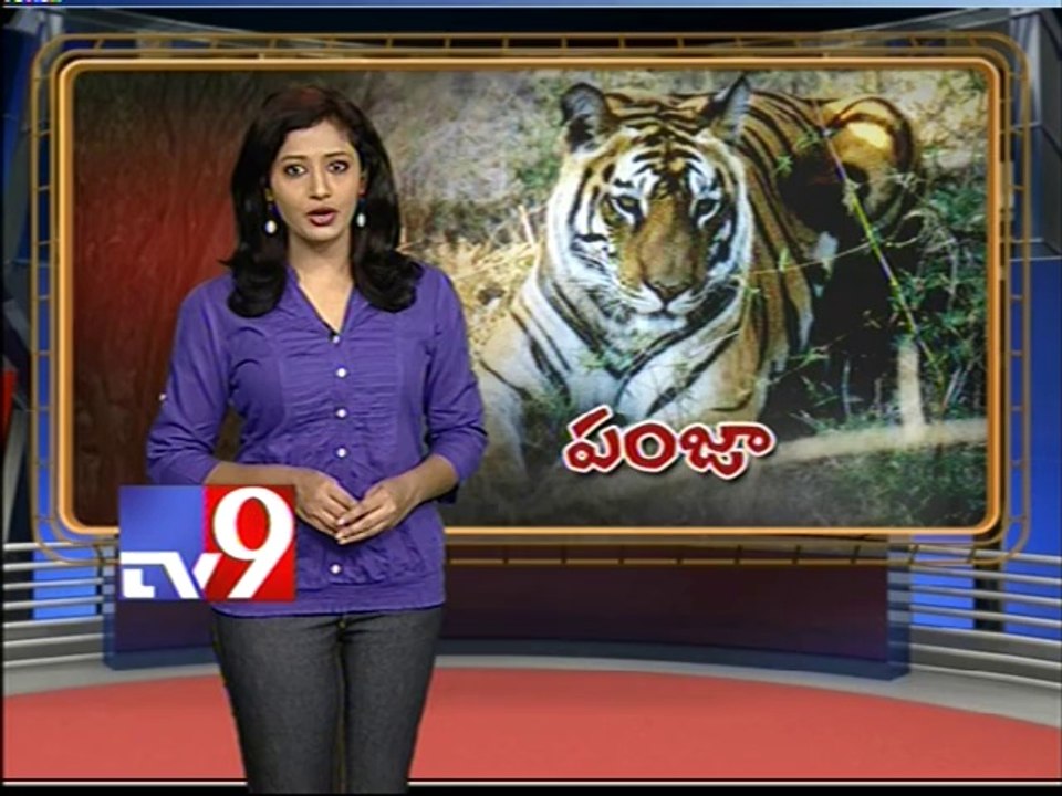 Tigers on Indo Nepal border fall prey to poachers