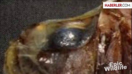 Organları Mavi Işık Saçıyor