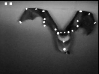 Vol Chauve-souris