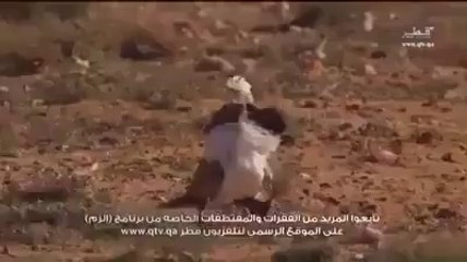 falcon Attacks on Houbara' Very Dangerous Must Watch'