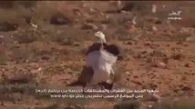 falcon Attacks on Houbara' Very Dangerous Must Watch'
