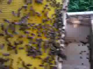 Bölünen Arının Durumu