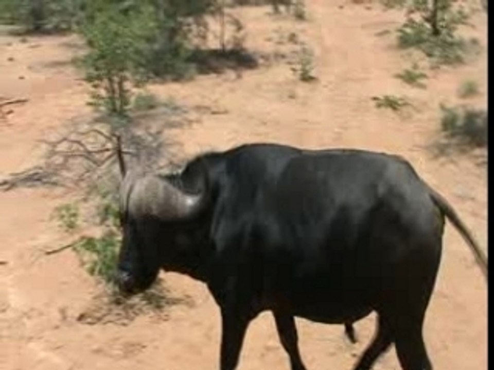 Buffalo attacks vehicle