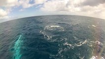Baleines Hervey Bay