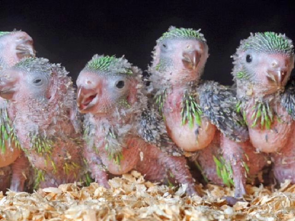 Top 30 ugliest creatures on the planet