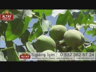 Altay CEVİZİ 2015 - www.altaycevizi.net