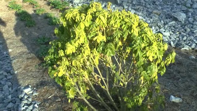 LES S.O.S. DE MICHOU W-D.D. - 19 SEPTEMBRE 2014 - AU JARDIN DU S.N. LE BELVEDERE LES PLANTES SECHENT PAR MANQUE D'ARROSAGE.